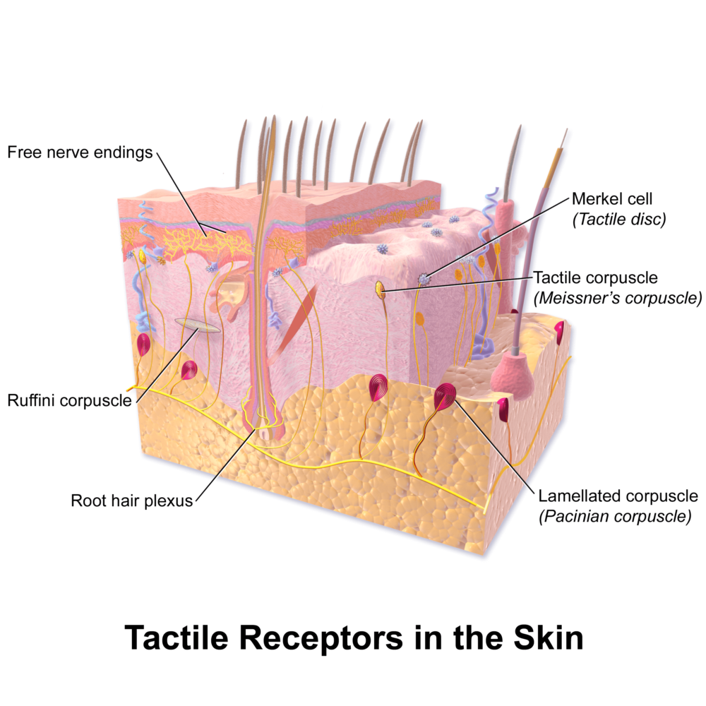 What Is A Sensory Receptor Explore Psychology