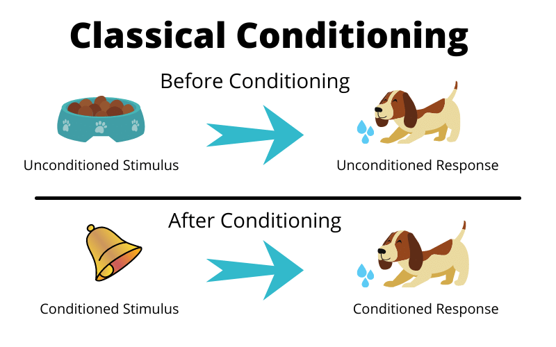 Classical Conditioning How It Works And Why It s Used