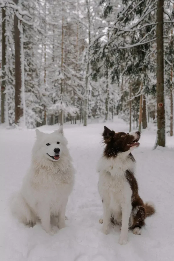 Two different types of dog in the snow