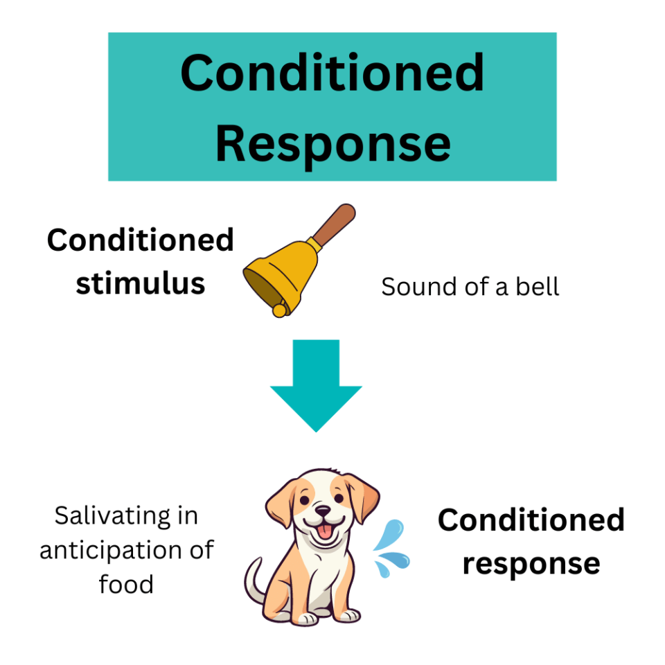 what-is-a-conditioned-response-definition-and-examples-explore